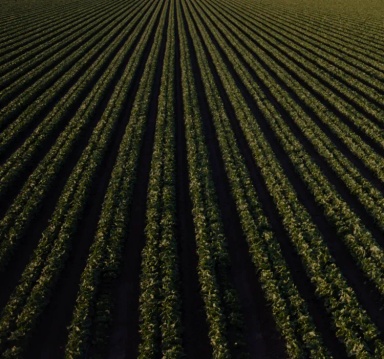 Image of a farm field.