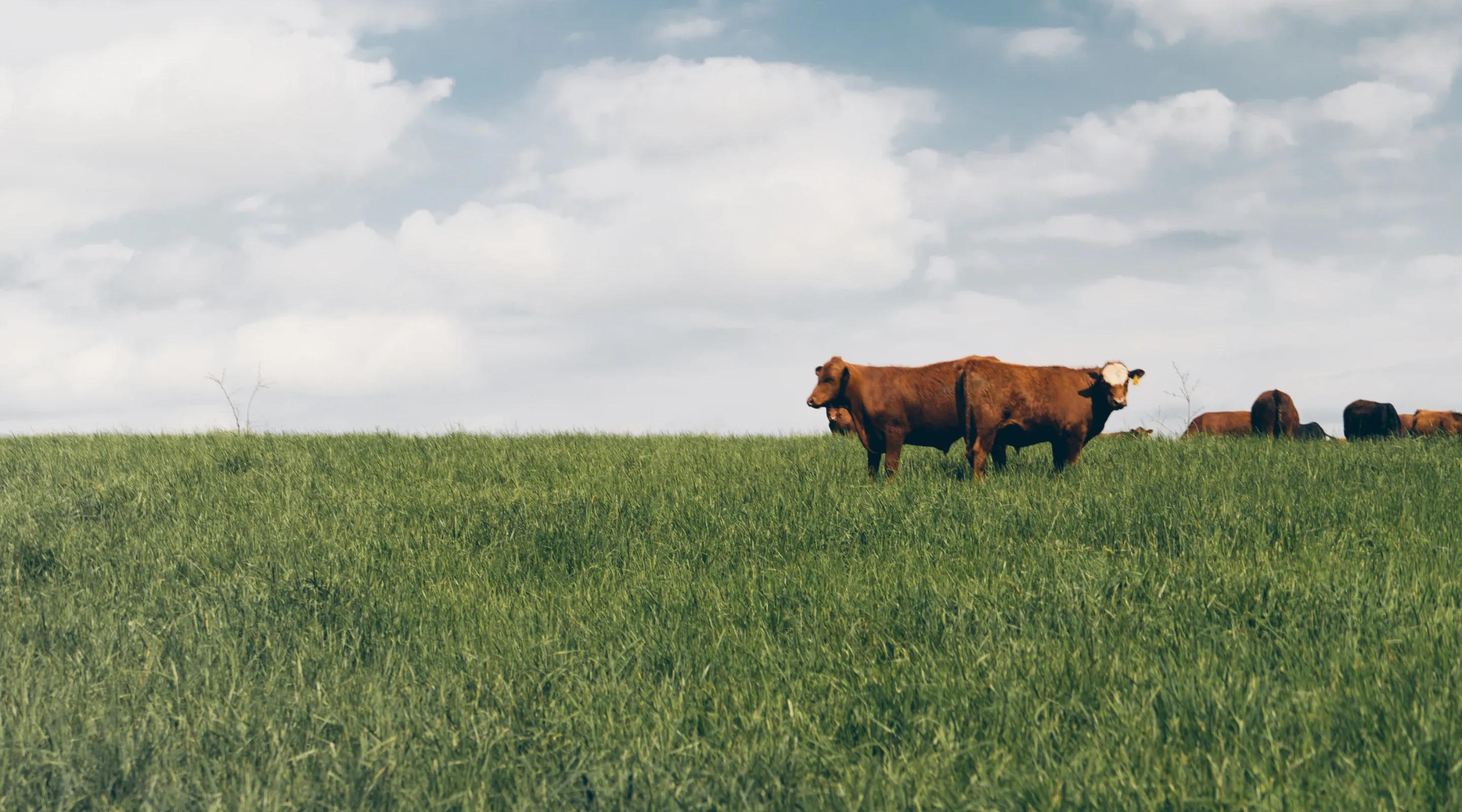 Image of cows in a field.